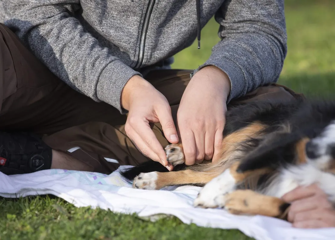 Manual treatment of the paw